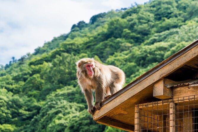 Tokyo to Kyoto 1-Full Day Private Guided Tour - The Value Pitch: A Kyoto Day Trip That Starts in Tokyo