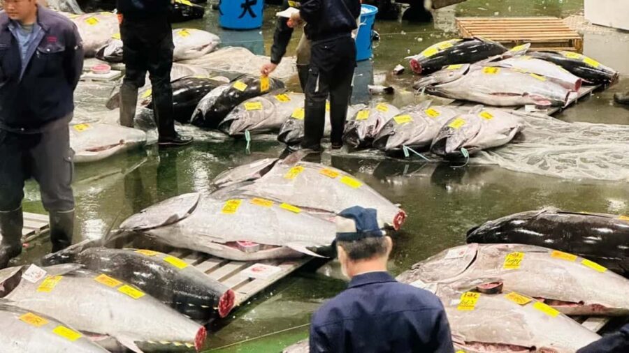 Tokyo: Toyosu Tuna Auction &Tsukiji Market Gourmet Adventure - Key things to know before you go