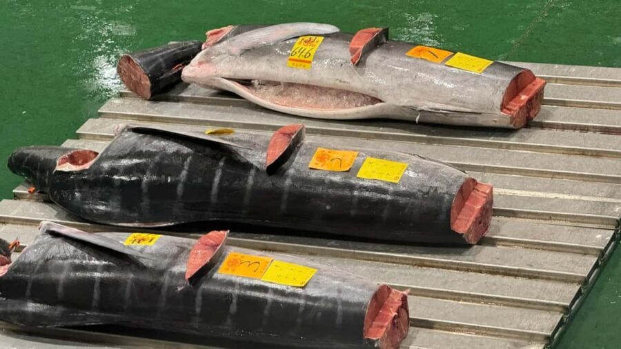 Tokyo: Toyosu Tuna Auction &Tsukiji Market Gourmet Adventure - Toyosu at 5:00 AM: Why this morning tour feels different