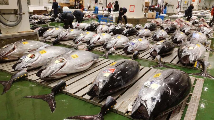 Tokyo: Toyosu Tuna Auction &Tsukiji Market Gourmet Adventure - Toyosu breakfast at market speed: what you get and why it helps