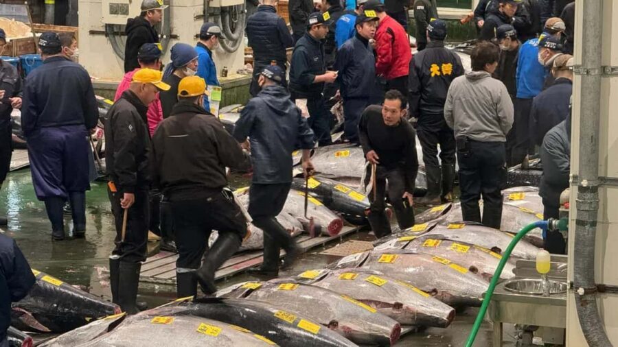 Tokyo: Toyosu Tuna Auction &Tsukiji Market Gourmet Adventure - When there’s no auction: plan around the no-operation days
