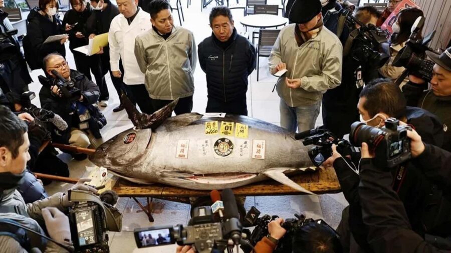 Tokyo: Toyosu Tuna Auction &Tsukiji Market Gourmet Adventure - How the auction viewing works: 2nd-floor deck, hand signals, and lottery rules