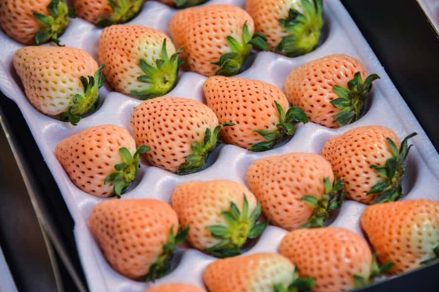 Tokyo : Tsukiji Fish Market Food Walking & Shrine Visit Tour - Outer Market First Leg: Guided Walk, Shopping, and Your First Photos