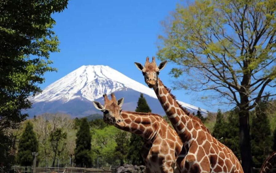 Tokyo:Customizable Private Day Trip to Mt.Fuji & Safari Park - Key things to know before you go
