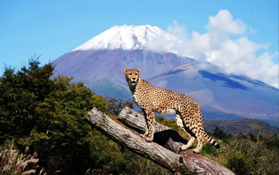 Tokyo:Customizable Private Day Trip to Mt.Fuji & Safari Park - Why this Tokyo-to-Mt.-Fuji day feels worth paying for