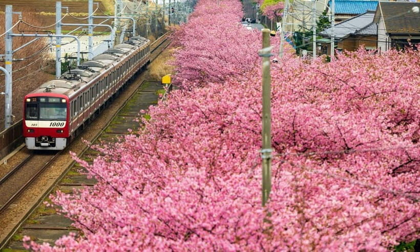 Tokyo:Izu Penisula Train Mt Omuro, Capybara Sightseeing Trip - Mt. Omuro Crater and the 580m Summit: Your Name in Real Life