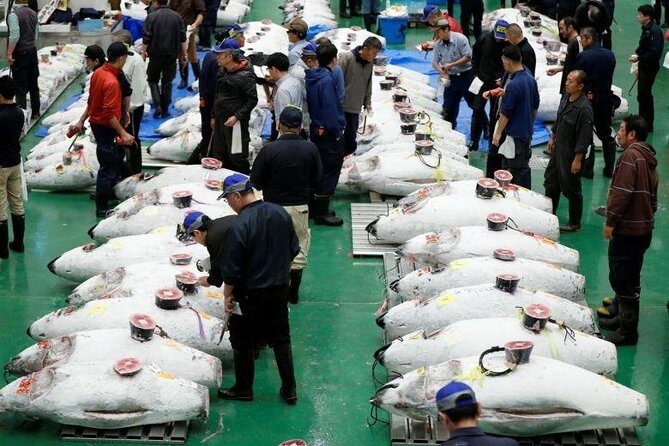 Toyosu Market Morning Tuna Auction and Tsukiji Food Tour with Licensed Guide - 5:00 am logistics and how the meetup actually works