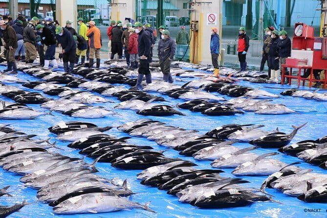 Tuna Auction Market Guided Private Tour in Nachi-Katsuura - Key Things That Make This Tuna Tour Worth Your Time