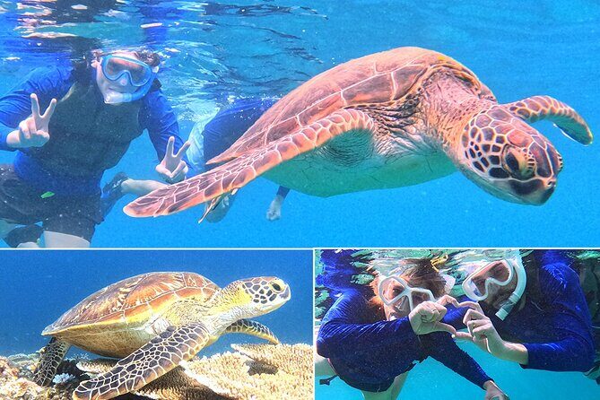 Turtle Snorkeling in Ishigaki - Fluent English! Small Group! - Key highlights to know before you go