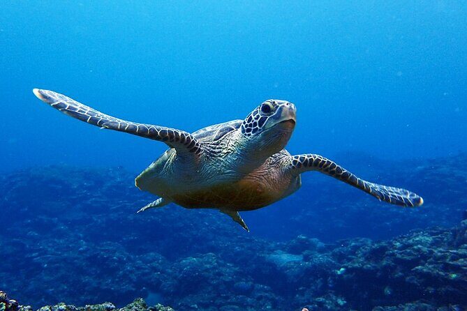 Turtle Snorkeling in Ishigaki - Fluent English! Small Group! - Turtle time in Ishigaki, planned for sightings and comfort