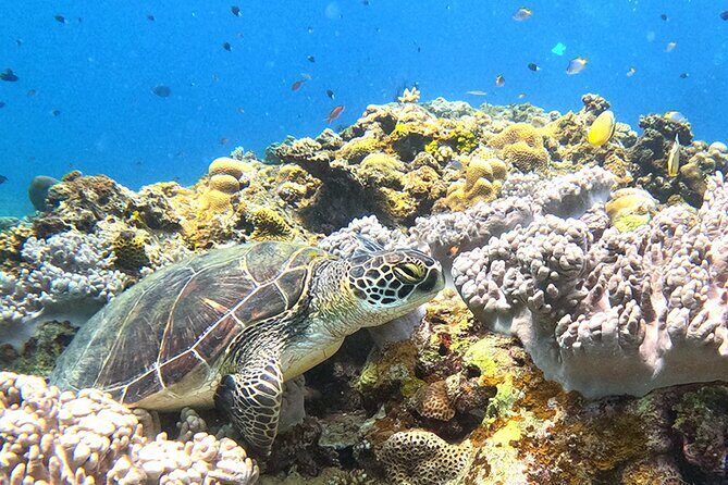 Turtle Snorkeling in Ishigaki - Fluent English! Small Group! - Fluent English guide Zohar and the no-japanglish approach