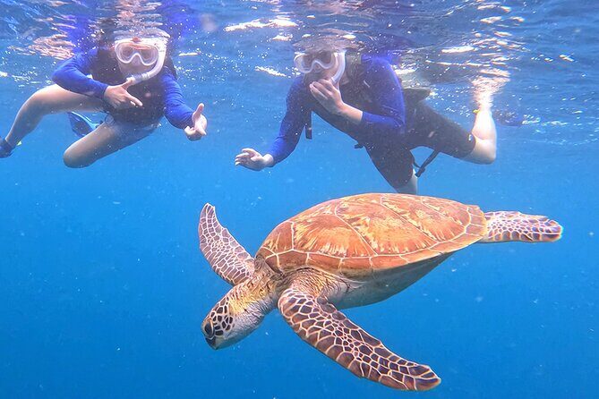 Turtle Snorkeling in Ishigaki - Fluent English! Small Group! - Up to 2 hours in the water: turtles, coral, reef sharks