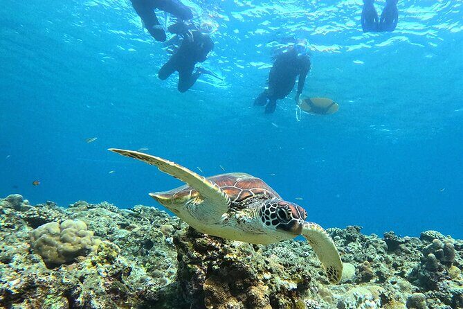 Turtle Snorkeling in Ishigaki - Fluent English! Small Group! - Free underwater photos and videos: use the camera time you’re given