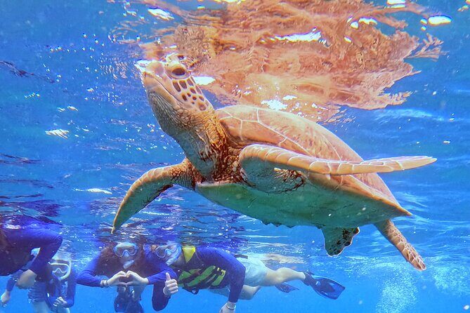 Turtle Snorkeling in Ishigaki - Fluent English! Small Group! - Eco rules that protect turtles and keep the water calm
