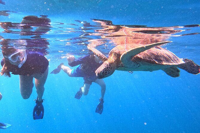 Turtle Snorkeling in Ishigaki - Fluent English! Small Group! - Beach entry with a van ride: what the 4-hour flow looks like