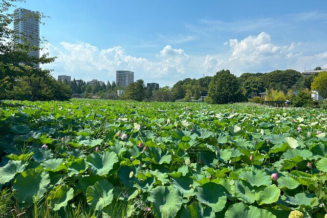 Ueno Park and Ameyoko Street Food Market Half Day Walking Tour - Timing, pacing, and what to wear