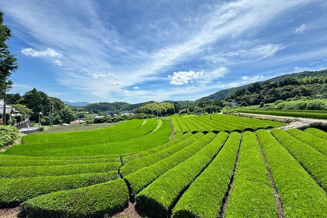 Uji and Wazuka Matcha Farm Half Day Private Guided Tour - Tea tasting: the part that makes matcha stick in your brain