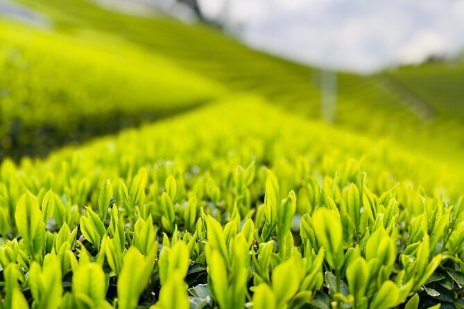 Uji and Wazuka Matcha Farm Half Day Private Guided Tour - Tea farm walk in Wazuka: what to expect on the ground