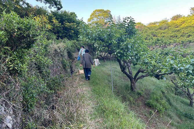Village to village walk: Japan's oldest road, Yamanobe ancient trail (Private) - Food tastings that actually connect to the countryside