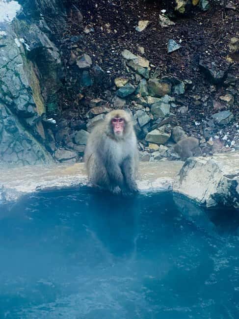 VIP Snow Monkey Park & Zenkoji Temple One Day Private Tour - Private ride from Nagano or Tokyo: why this day feels easier