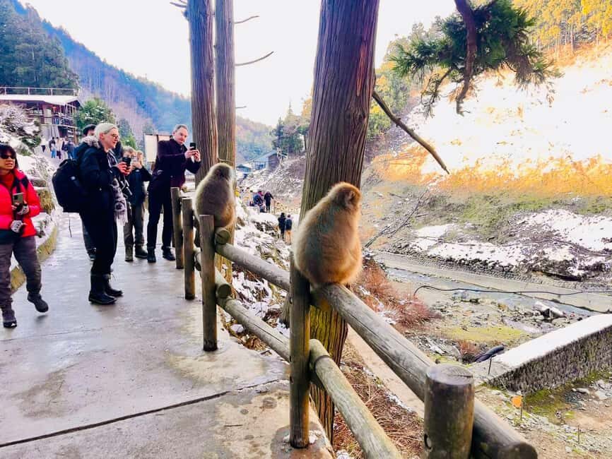 VIP Snow Monkey Park & Zenkoji Temple One Day Private Tour - Jigokudani Monkey Park: the hot-spring magic stays real