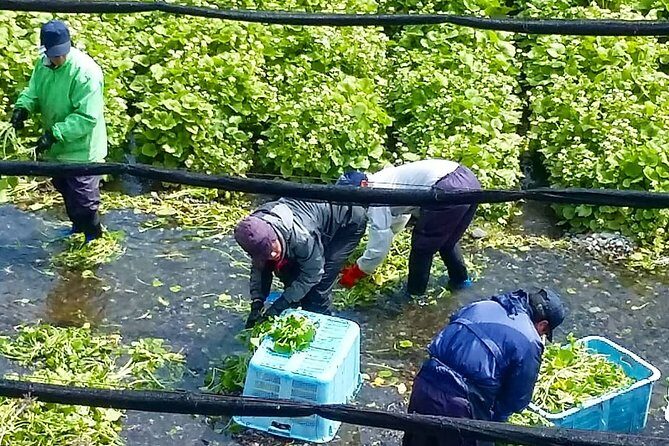 Wasabi Farm Walking Tour & Lunch - The lunch set at Shinshu: wasabi you can taste, not just smell