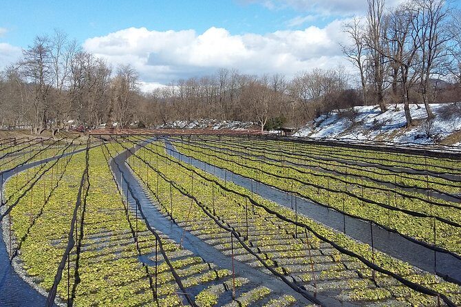Wasabi Farm Walking Tour & Lunch - Guide impact: what a great farm explanation changes