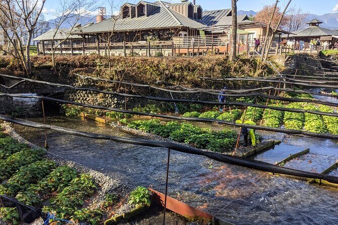 Wasabi Farm Walking Tour & Lunch - Price and value: what $70.94 buys you in real terms