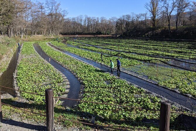 Wasabi Farm Walking Tour & Lunch - The 2-hour format, start time, and pacing that works