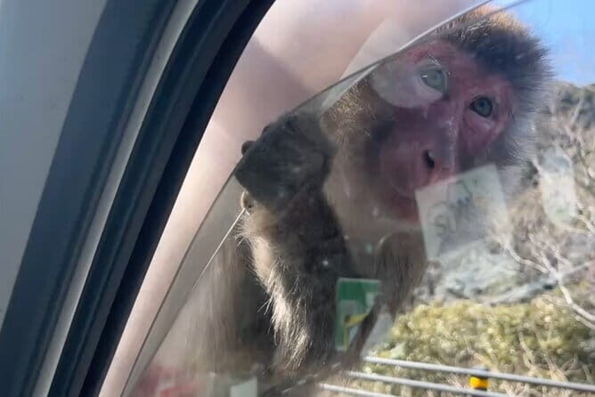 West IZU Uncovered Tour Cave Cruise and Monkey Encounter - Joren Falls: 25 Meters of Power and the Wasabi Connection