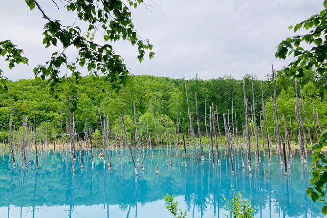 Wherever you want! 1-Day Private Tour from Sapporo to Furano more - Key things that make this tour work well