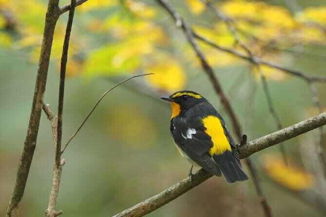 Wild Bird Sanctuary Forest Guided Tour in Nagano - Karuizawa’s Wild Bird Sanctuary Forest: the quiet reason this tour works