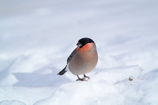 Wild Bird Sanctuary Forest Guided Tour in Nagano - Rain, snow, and binoculars: the small choices that change your experience