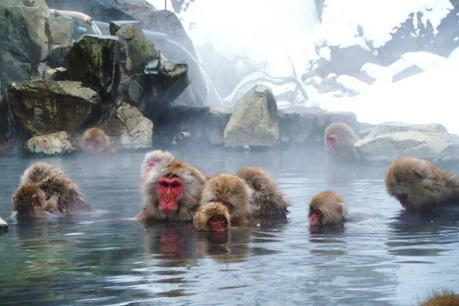 Wild Bird Sanctuary Forest Guided Tour in Nagano - Location and meeting point: where the walk actually starts