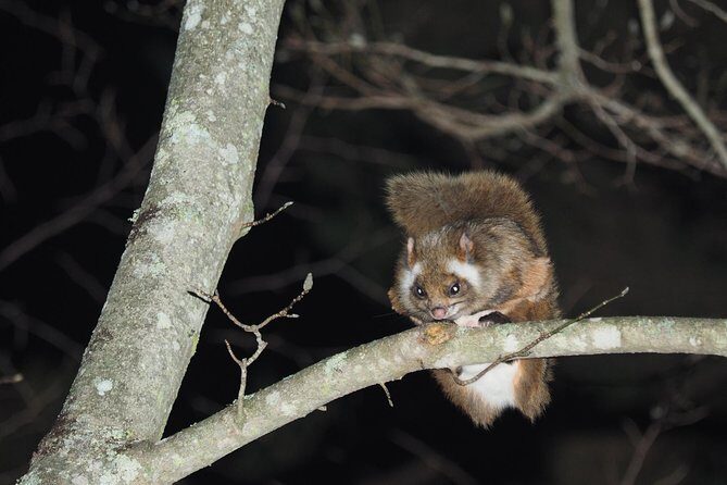 Wild Japanese Flying Squirrel Watching Tour in Nagano - Key Things That Make This Tour Worth Your Time