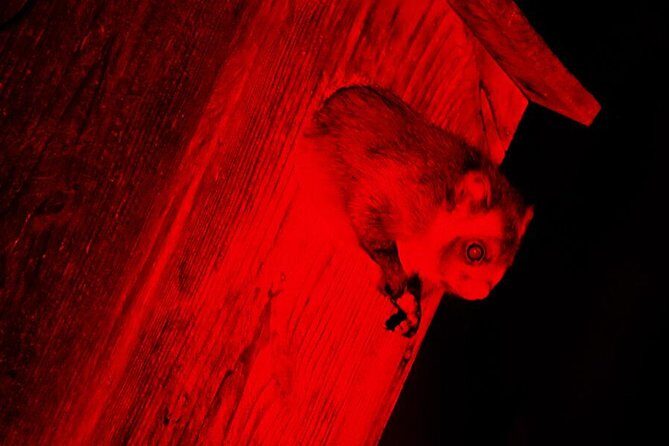 Wild Japanese Flying Squirrel Watching Tour in Nagano - Musasabi Watching in Karuizawa: What Makes This Experience Different