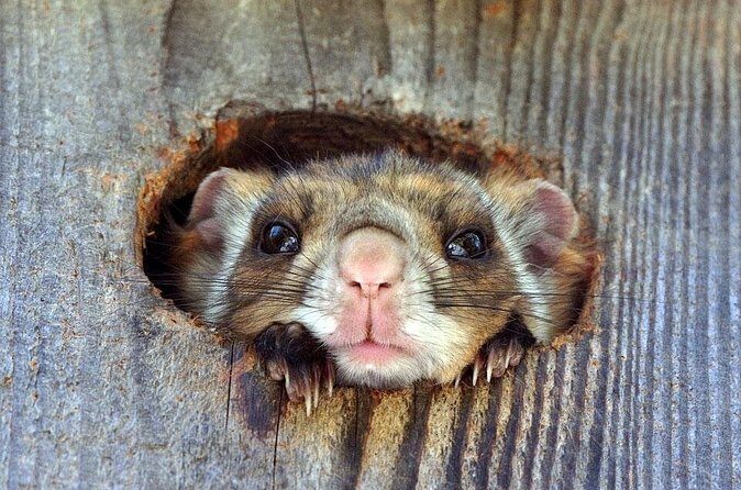 Wild Japanese Flying Squirrel Watching Tour in Nagano - Binoculars, Guide Technique, and the English Slide Advantage