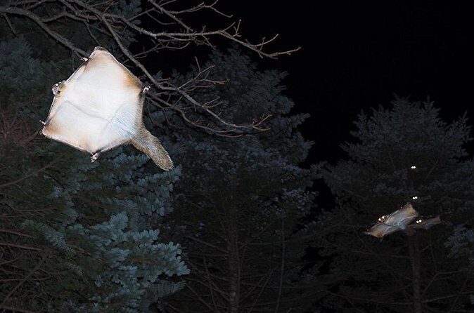 Wild Japanese Flying Squirrel Watching Tour in Nagano - Price and Value: Is $28.69 a Fair Deal?
