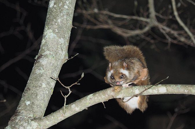 Wild Japanese Flying Squirrel Watching Tour in Nagano - Who This Tour Suits Best (and Who Might Prefer Something Else)