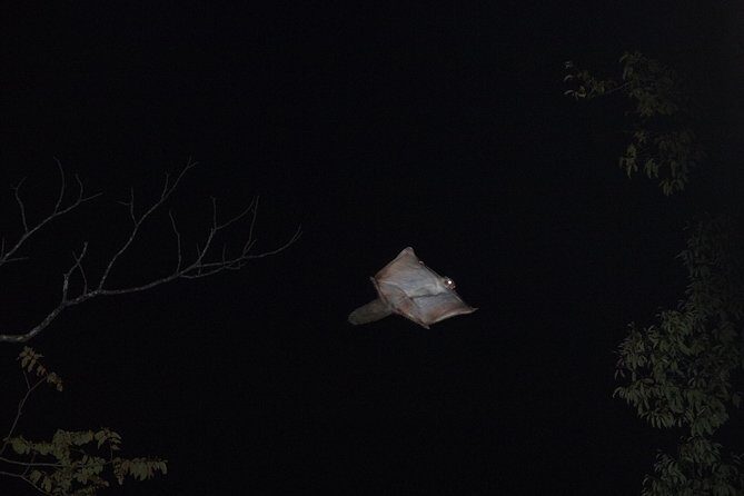 Wild Japanese Flying Squirrel Watching Tour in Nagano - Weather Reality and Sighting Chances: What You Can Do to Help Yourself