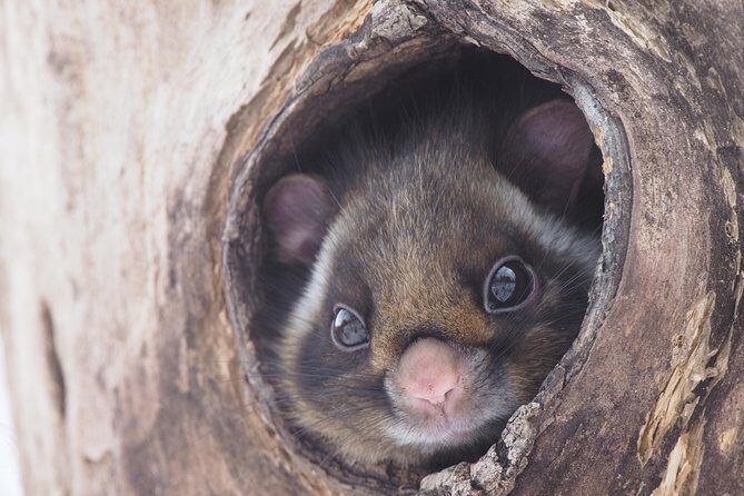 Wild Japanese Flying Squirrel Watching Tour in Nagano - Inside Picchio Visitor Center: The Ecology Briefing That Sets You Up to Spot Them