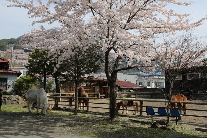Yabusame Adventure with Mt. Fuji Views - Getting on a Native Kiso Horse: Safety Comes First