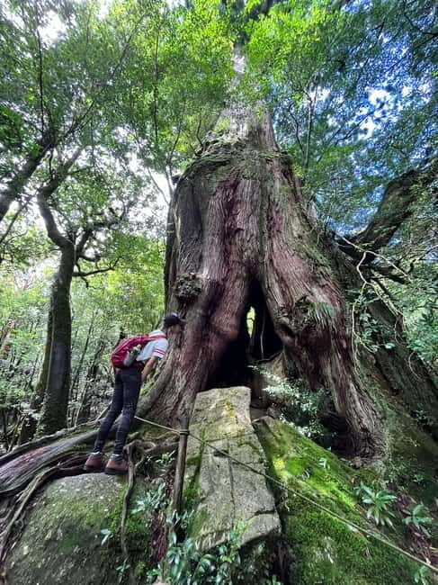 Yakushima: Outdoor 2-Activity Package - Weather and mood flexibility: your plan can change