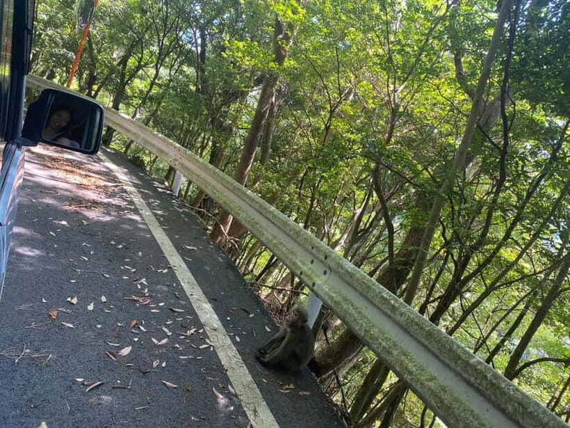 Yakushima: Private Guided Tour - Who this tour fits best on Yakushima
